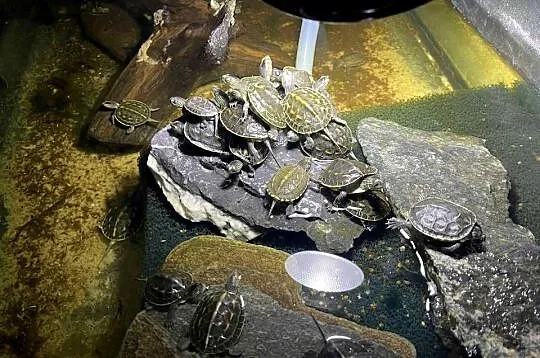 Żółw wodno-lądowy chiński (Mauremys reevesii oraz sinensis ), Śląskie, Gliwice