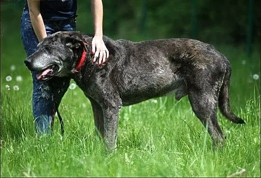 Brutus - kochany olbrzym czeka na nowy dom..., wa