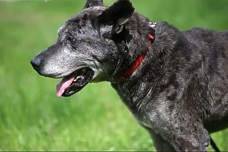 Brutus - kochany olbrzym czeka na nowy dom...,  wa
