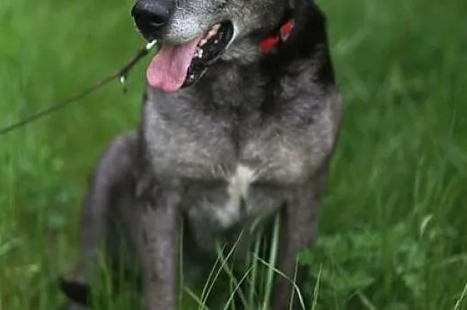 Brutus - kochany olbrzym czeka na nowy dom...,  wa
