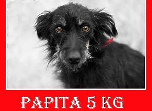 5kg,młoda, 1,5 roku,łagodna,grzeczna,spokojna sucz
