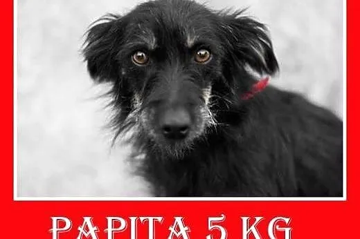 5kg,młoda, 1,5 roku,łagodna,grzeczna,spokojna sucz