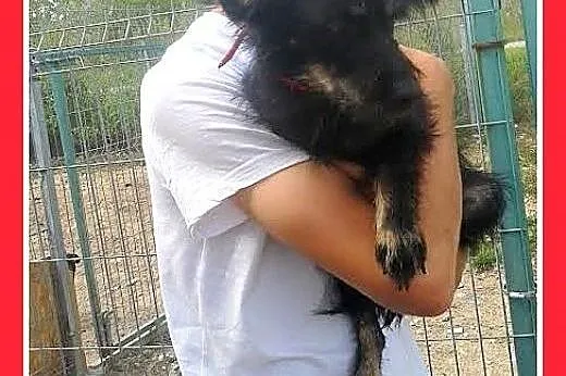 5kg,młoda, 1,5 roku,łagodna,grzeczna,spokojna sucz
