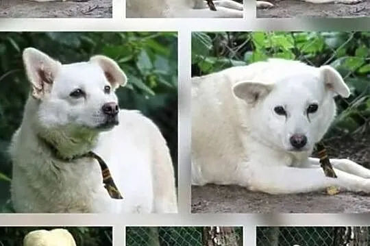 Piękne sunie marzą o kochającym i odpowiedzialnym domku, Mazowieckie, Warszawa