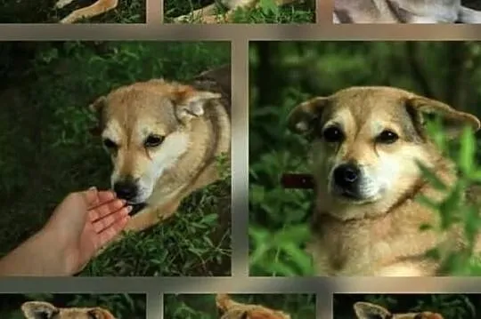 Piękne sunie marzą o kochającym i odpowiedzialnym domku, Mazowieckie, Warszawa