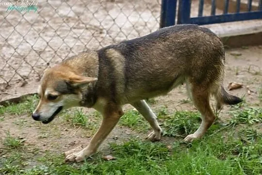 Piękne sunie marzą o kochającym i odpowiedzialnym domku, Mazowieckie, Warszawa