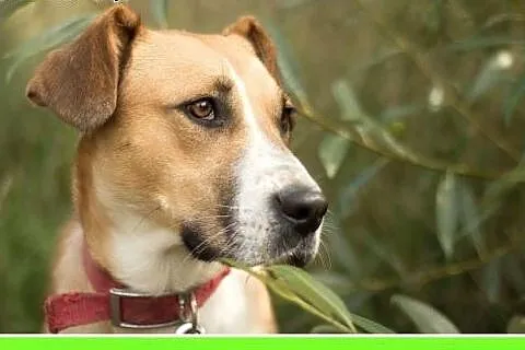 20kg,młoda 1,5 roku,przyjazna,wesoła suczka ORA.Adopcja,  małopolskie Kraków