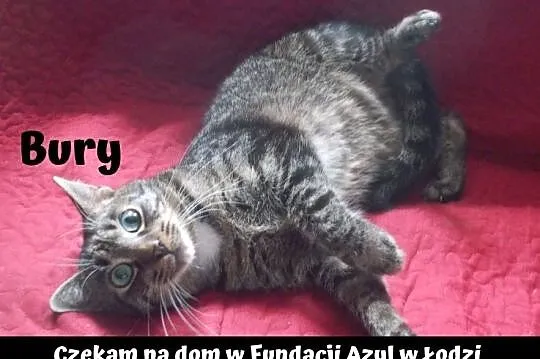 [Do adopcji: BURY - przytulasek jak mało kto!, Łódzkie, Łódź