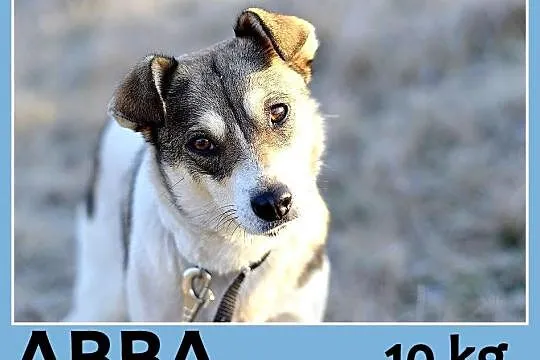 10 kg, 2 lata, sympatyczna,przytulaśna,łagodna sunia ABBA_Adopcja
