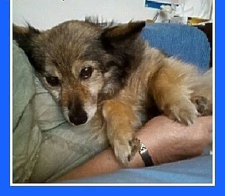 4,5 kg,malutka,spokojna suczka dla domatora.PILNE!