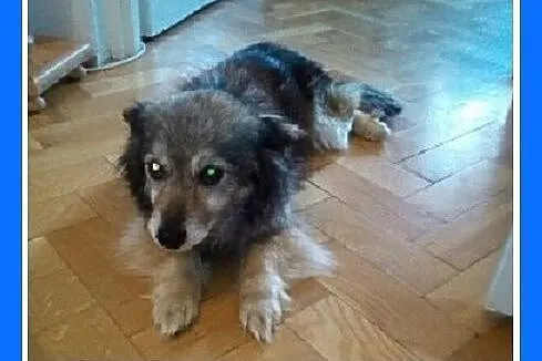 4,5 kg,malutka,spokojna suczka dla domatora.PILNE!