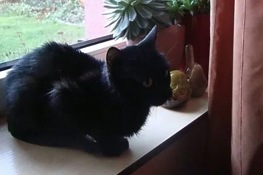 Cudowna Noelka pilnie szuka domu.,  mazowieckie Wa