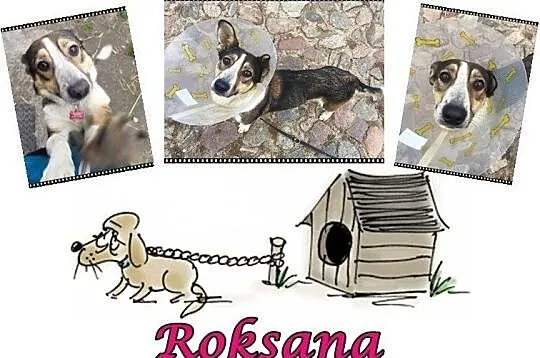 ROKSANA – po prostu jak każdy chce być kochana, Łódzkie, Łódź