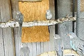 Papugi
