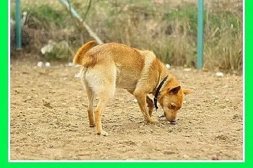 8 kg,młody 11 mies.mały,przyjazny,łagodny pies NIUNIEK.Adopcja,  śląskie Katowice