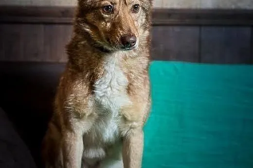 NOVA - mini owczareczka przypomina cukiereczka,  m