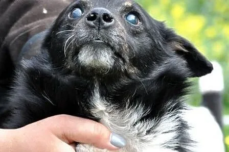 Gapuś koto i pso- lubny, malutki, niewidomy piesek
