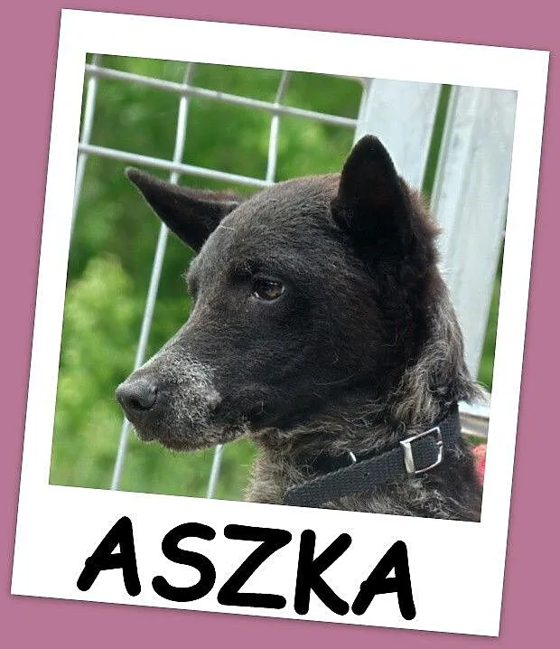 Mała 6 kg,przerażona sunia ASZKA,delikatna i łagod