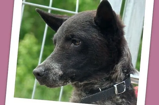 Mała 6 kg,przerażona sunia ASZKA,delikatna i łagodna_Adopcja