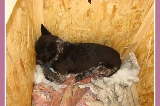 Mała 6 kg,przerażona sunia ASZKA,delikatna i łagod