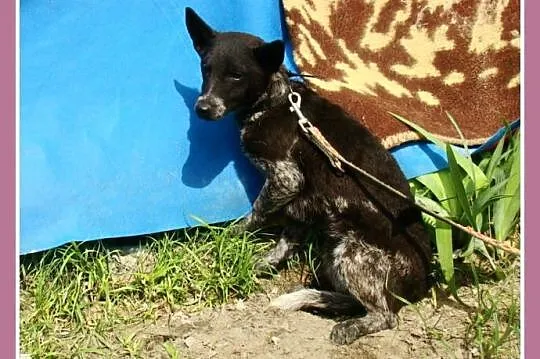Mała 6 kg,przerażona sunia ASZKA,delikatna i łagod