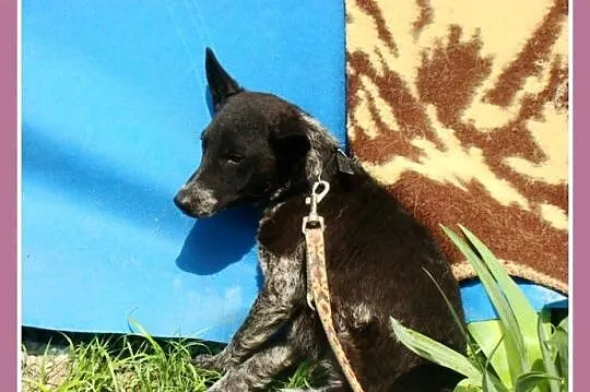 Mała 6 kg,przerażona sunia ASZKA,delikatna i łagod