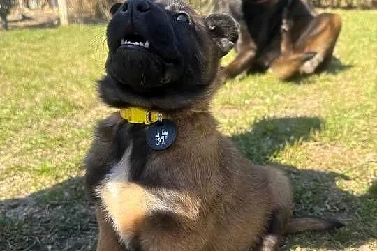 Owczarek Belgijski Malinois