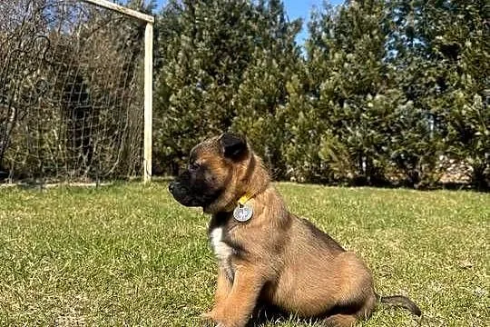 Owczarek Belgijski Malinois, Lubelskie, Łęczna