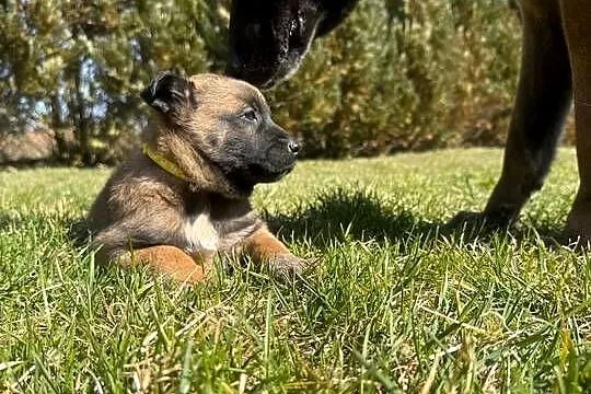 Owczarek Belgijski Malinois, Lubelskie, Łęczna