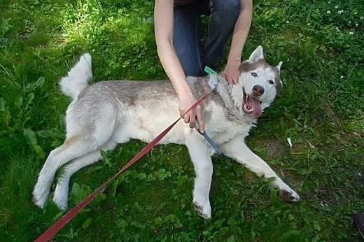 Timur - piękny, rodowodowy husky poszukuje domu,  