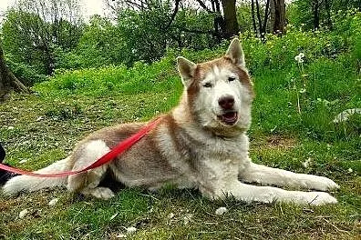 Timur - piękny, rodowodowy husky poszukuje domu,  