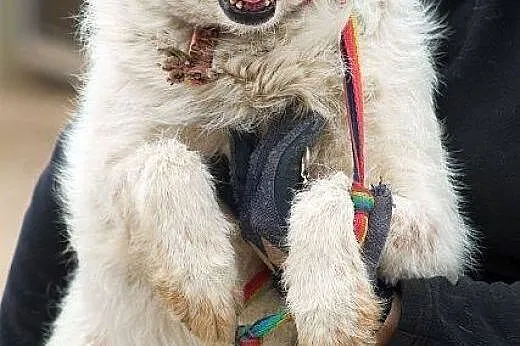 PUSZKA - jeszcze nie zapomniała dawnego życia,  ma