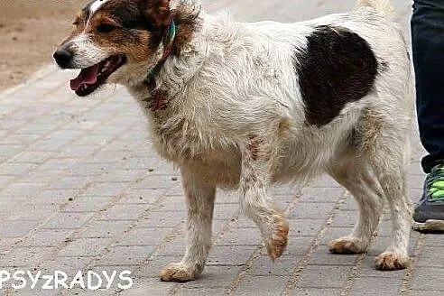 PUSZKA - jeszcze nie zapomniała dawnego życia,  ma