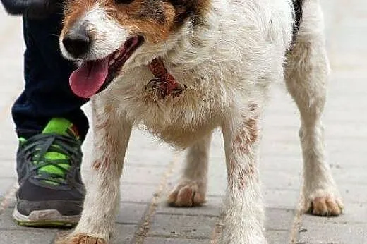 PUSZKA - jeszcze nie zapomniała dawnego życia,  ma