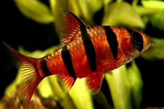 Brzanka pięciopręga - Desmopuntius pentazona - WYSYŁKA