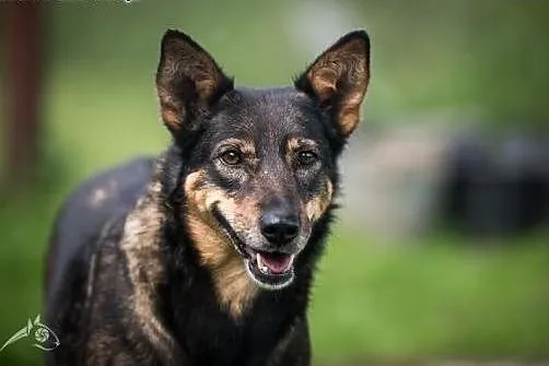 MEGI - najwierniejsza psia świata,  lubelskie Lubl