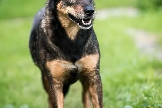 MEGI - najwierniejsza psia świata,  lubelskie Lubl