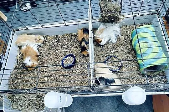 Duża klatka  z 5 świnkami morskimi + akcesoria