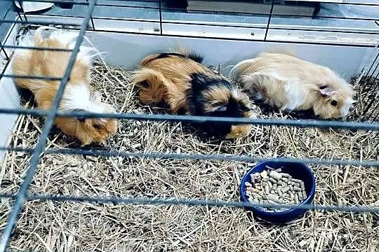 Duża klatka  z 5 świnkami morskimi + akcesoria, Dolnośląskie, Budziwojów