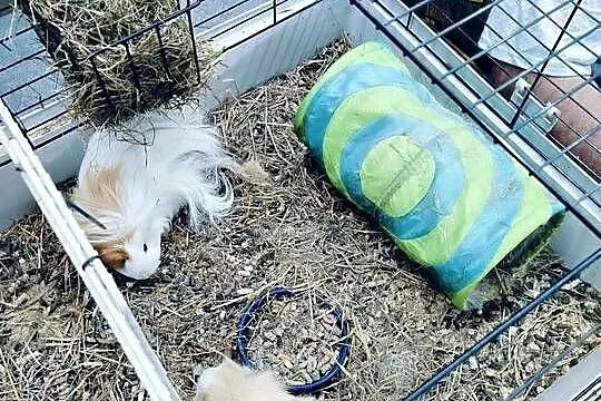 Duża klatka  z 5 świnkami morskimi + akcesoria, Dolnośląskie, Budziwojów