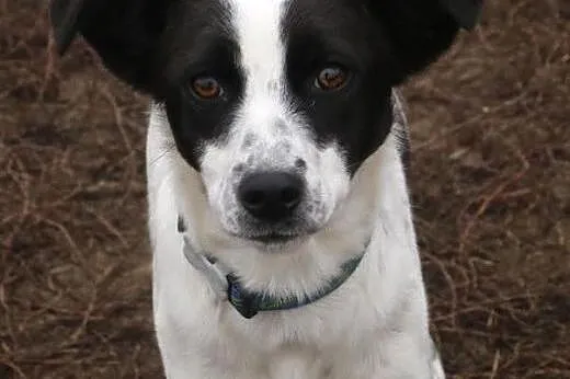 Lola - zabawna sunia do adopcji,  mazowieckie Wars