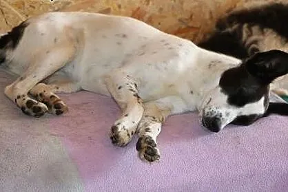 Lola - zabawna sunia do adopcji,  mazowieckie Wars