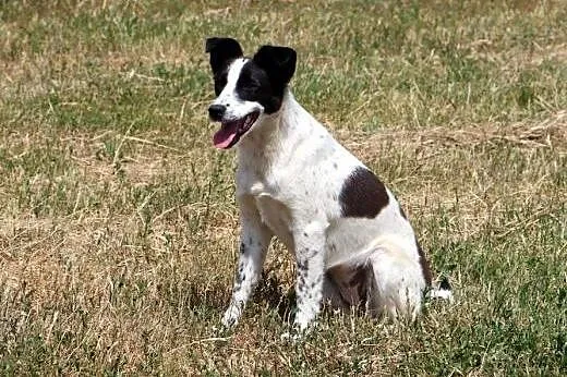 Lola - zabawna sunia do adopcji,  mazowieckie Wars
