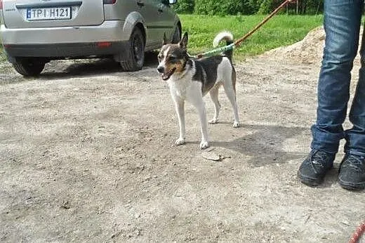 Smerf - cudowne psiątko, łaciaty ogonek czeka na s