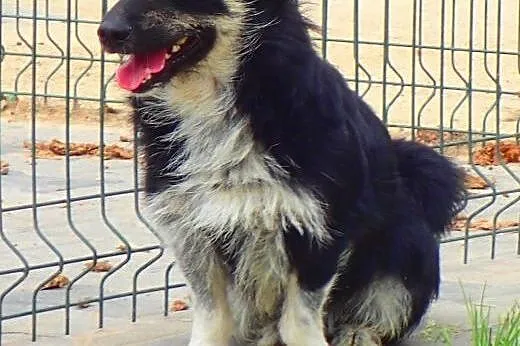Empik ze schroniska czeka na dom,  łódzkie Skierni