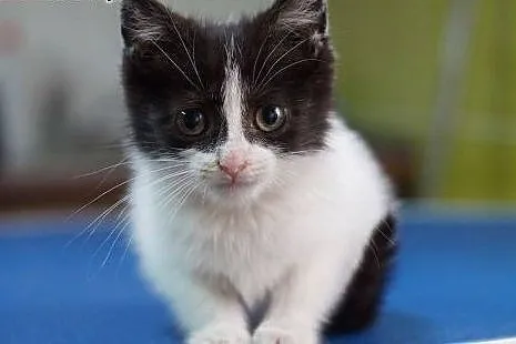 MILAGROS- 6tyg kotka do adopcji,  śląskie Katowice