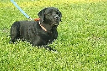 Grand-piękny,czarny labrador szuka domu, podkarpackie Przemyśl