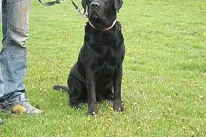 Grand-piękny,czarny labrador szuka domu,  podkarpa