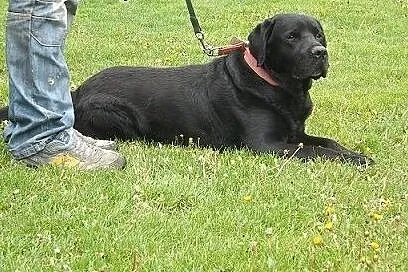Grand-piękny,czarny labrador szuka domu,  podkarpa