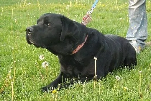 Grand-piękny,czarny labrador szuka domu,  podkarpa